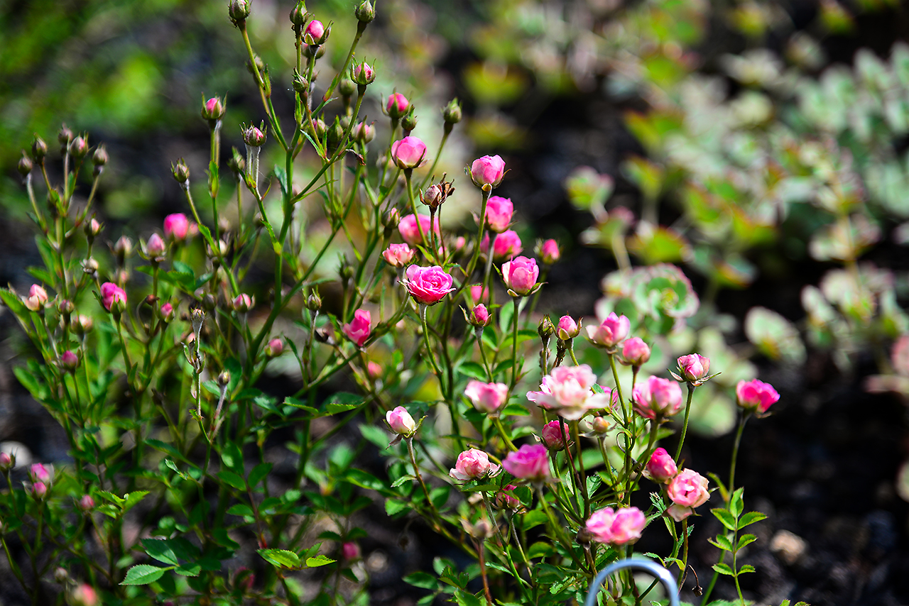 DSC_5177.jpg