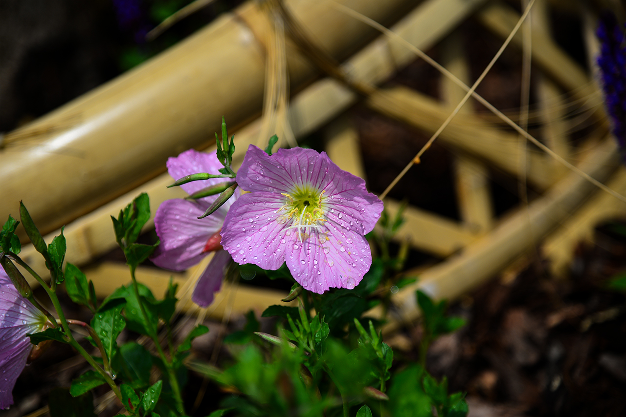 DSC_5205.jpg