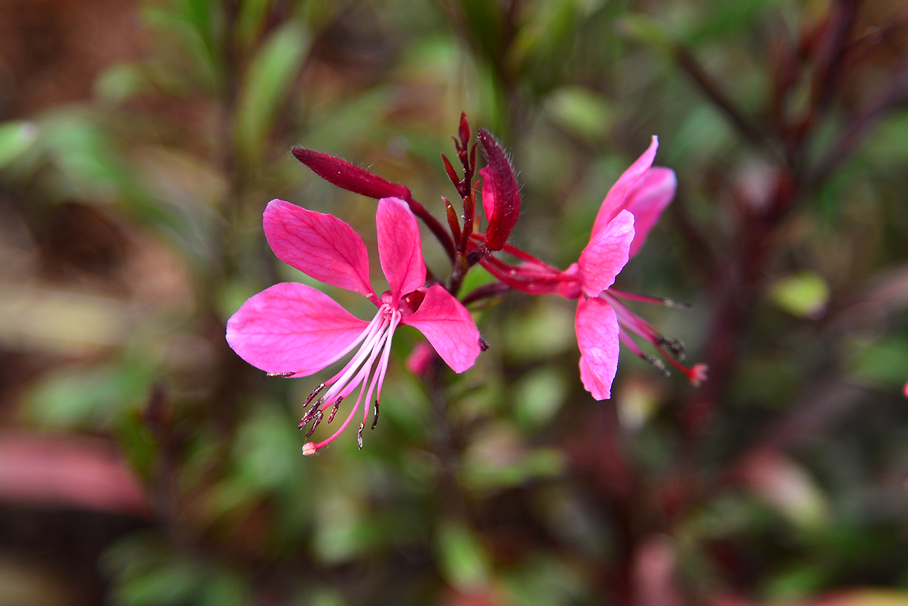 DSC_5210.jpg