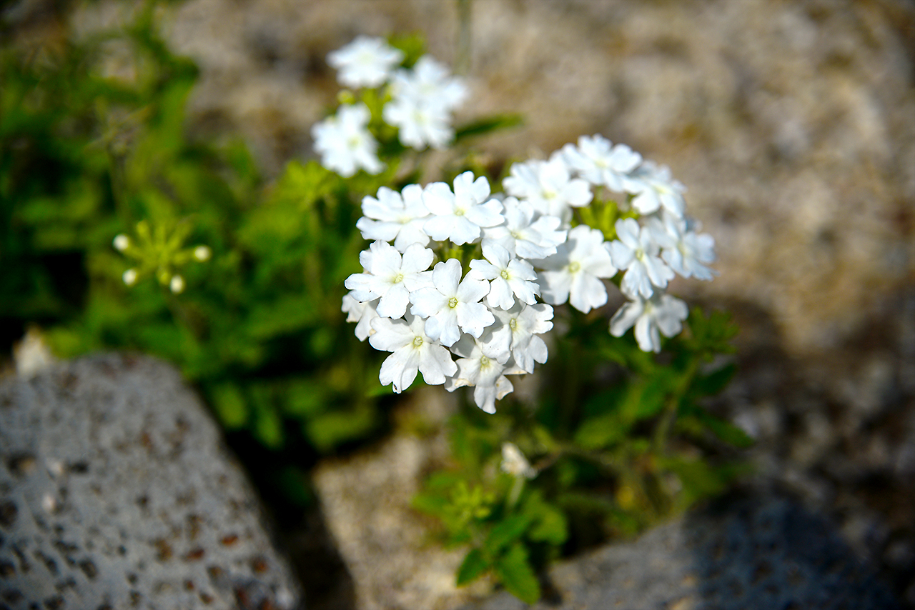 DSC_5211.jpg