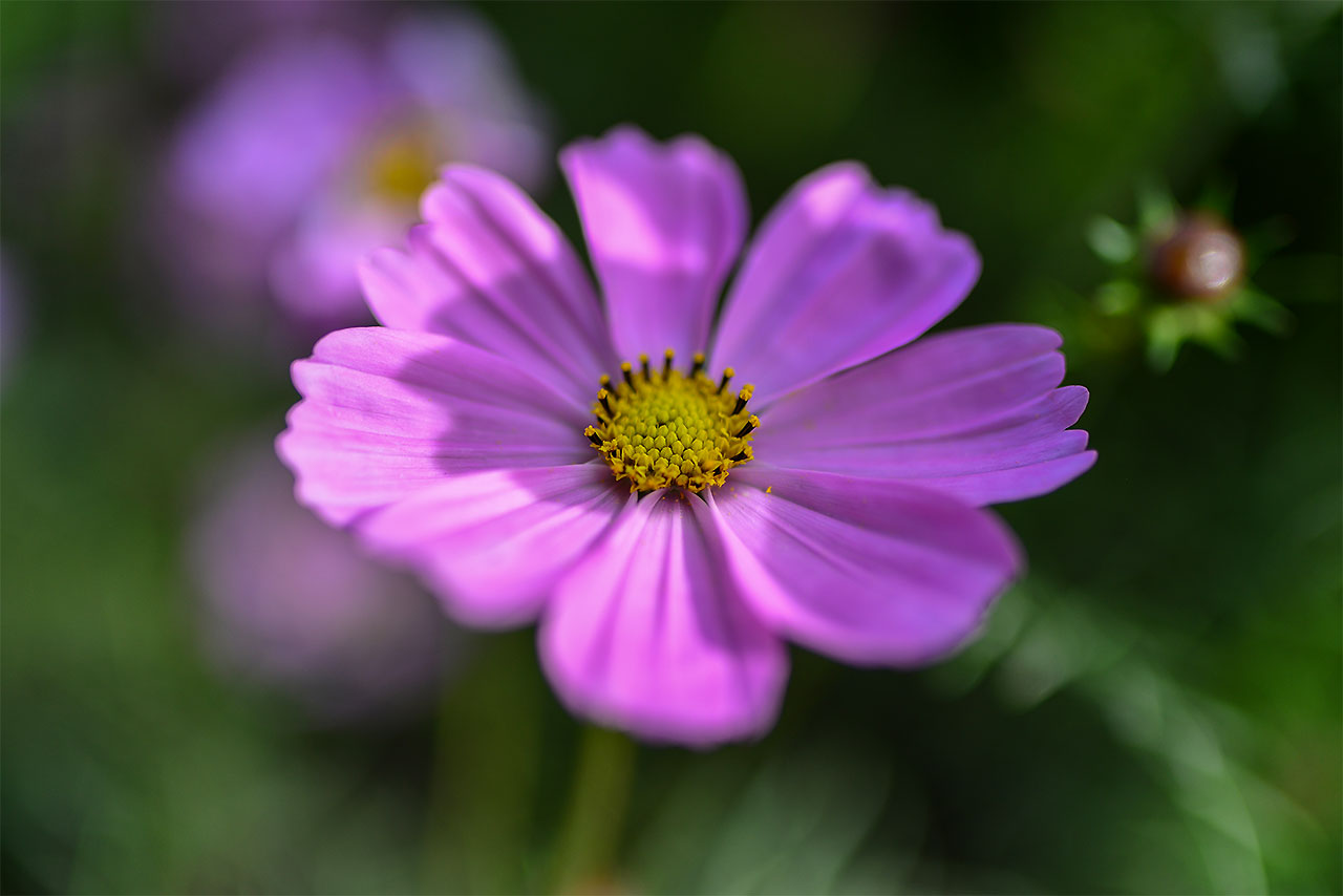 DSC_7042.jpg