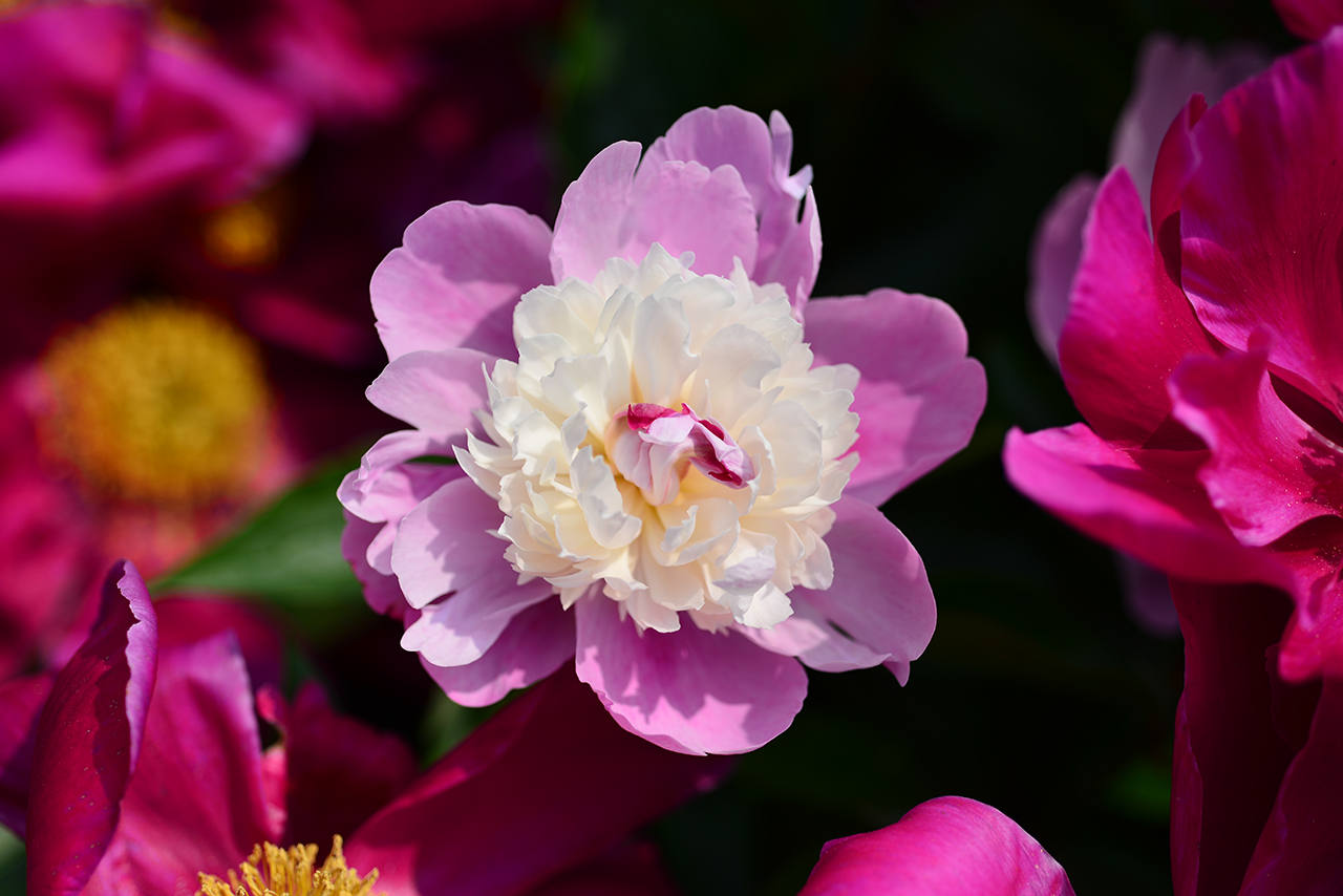 DSC_8246.jpg