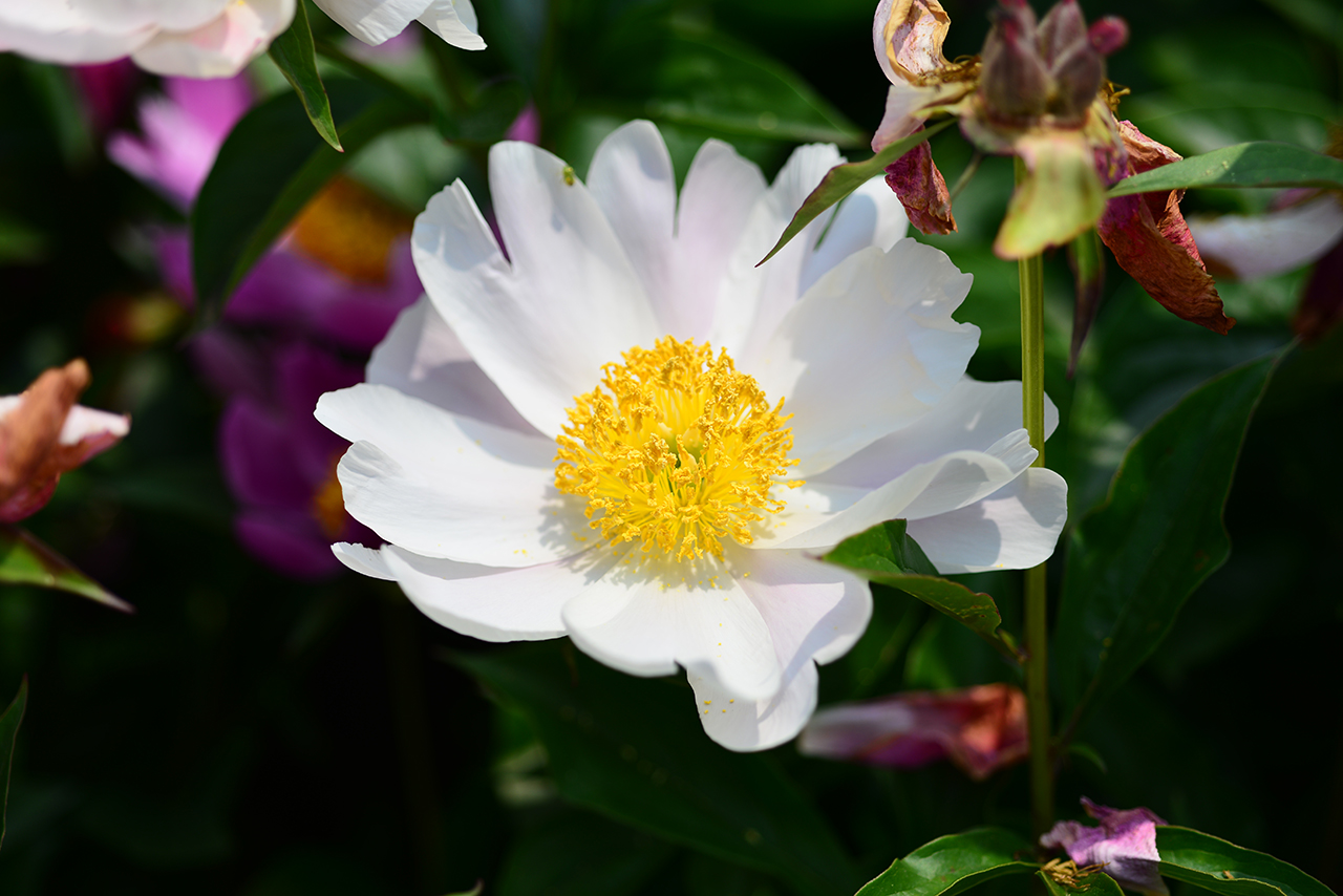 DSC_8227.jpg